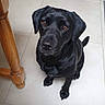 dog, black_dog, pet, indoor, tile_floor, wooden_table_leg, looking_up, sitting, canine, animal, companion, floor, ears, tail, brown_eyes, domestic_animal, cute, fur, mammal, household