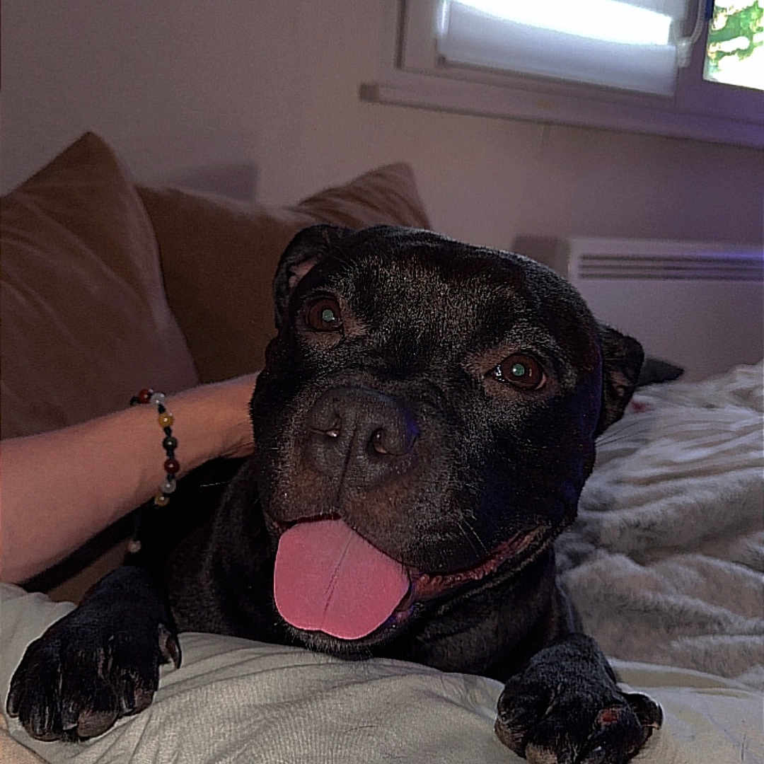 Alba participe au concours pour gagner de l'argent avec cette photo : animal, bed, bedroom, bodypart, bulldog, canine, couch, cushion, dog, finger, frenchbulldog, furniture, hand, homedecor, indoors, linen, person, pet, room, window