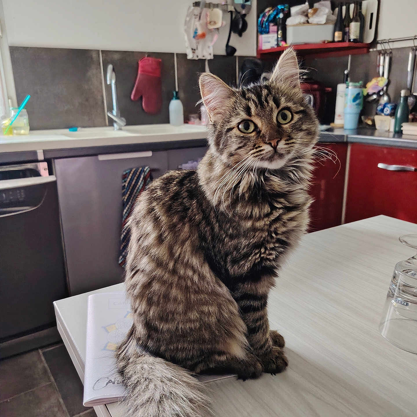 Nala participe au concours pour gagner de l'argent avec cette photo : appliances, cat, counter, curious_eyes, cute, domestic, domestic_cat, ears, fluffy, fur, furniture, household, indoor, kitchen, pet, sitting, tabby, table, tail, whiskers