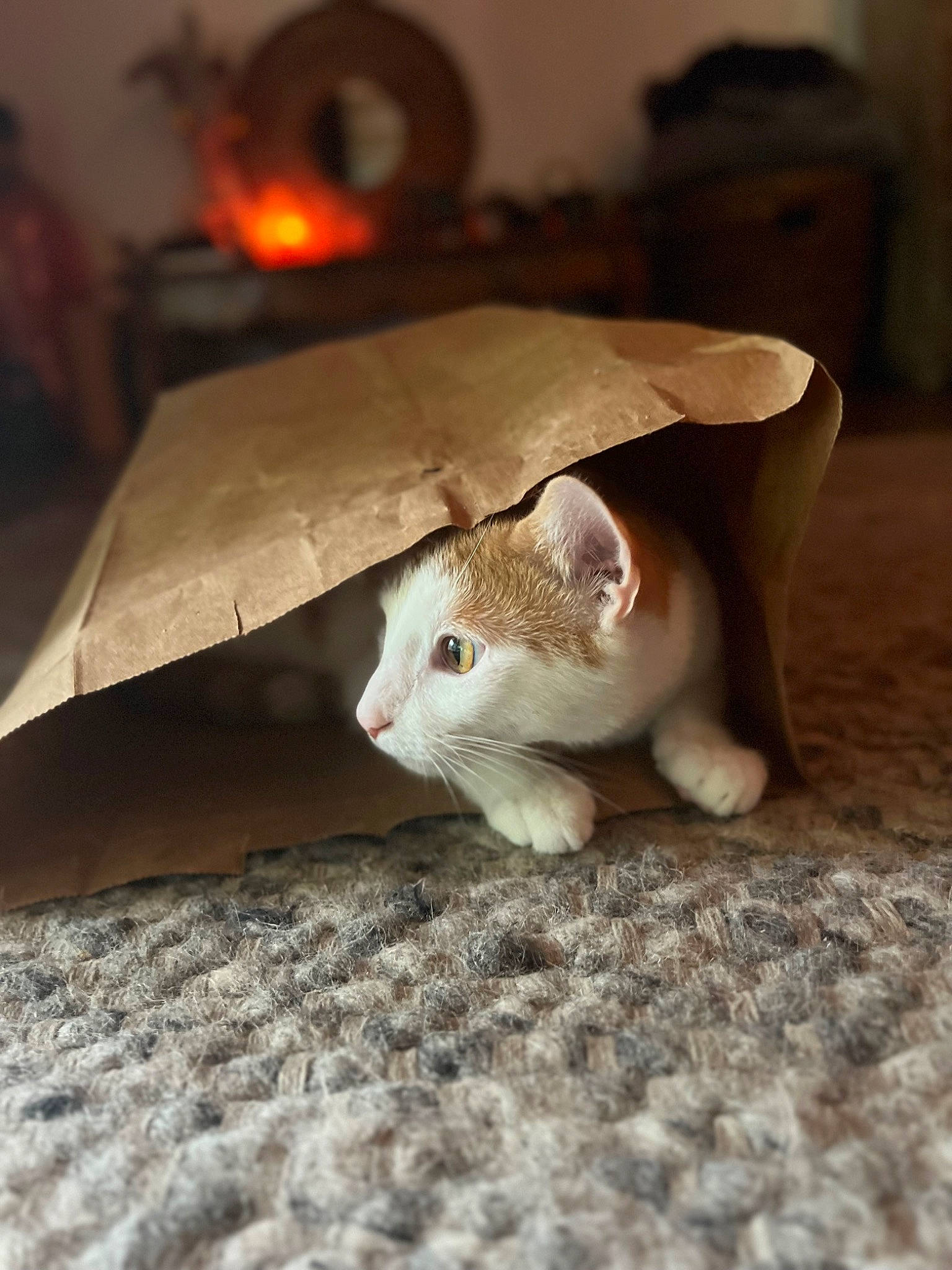 Macaroni joined the competition — help win amazing prizes! cat, domestic_short_haired_cat, fashion_accessory, fawn, felidae, flooring, fur, hardwood, lamp, muroidea, rodent, small_to_medium_sized_cats, snout, tail, terrestrial_animal, tints_and_shades, toy, umbrella, whiskers, wood