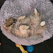 Blue a rejoint le concours — aidez-le/la à gagner de superbes lots ! adorable, animal, bed, comfortable, cozy, cute, dog, fluffy, fur, indoor, looking_up, lying_down, pet, playful, puppy, purple, resting, small_dog, soft, toy
