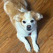 Snickers Flowers is registered to the contest to win money with this photo: dog, pet, animal, canine, fur, white, tan, floor, wooden_floor, indoor, looking_up, cute, friendly, domestic_animal, ears, paws, collar, tag, laying_down, curious