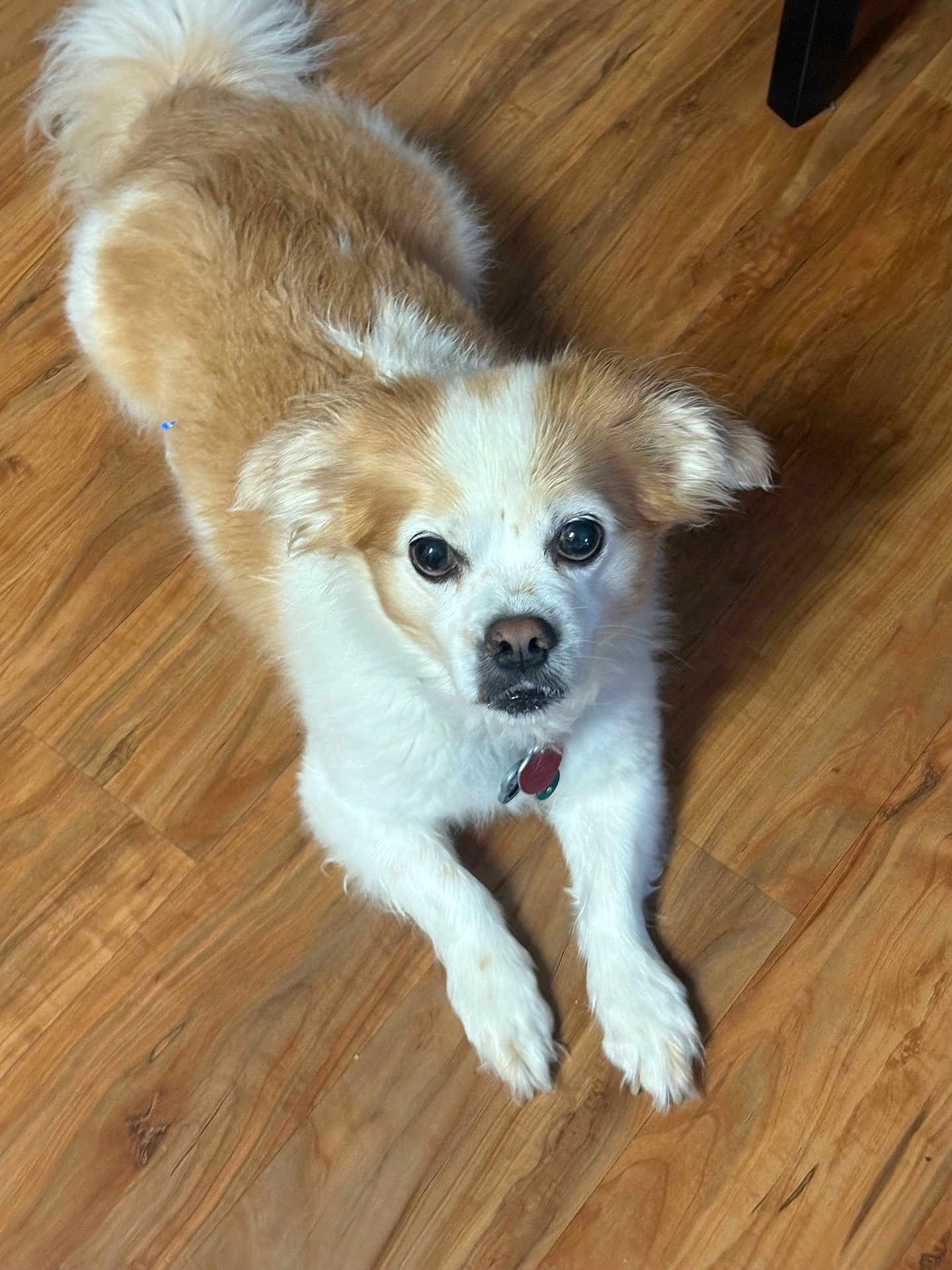 Snickers Flowers is registered to the contest to win money with this photo: dog, pet, animal, canine, fur, white, tan, floor, wooden_floor, indoor, looking_up, cute, friendly, domestic_animal, ears, paws, collar, tag, laying_down, curious