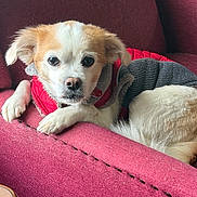 Snickers Flowers joined the competition — help win amazing prizes! animal, armchair, brown, comfort, cozy, cute, dog, fur, furniture, home, indoor, jacket, looking, paw, pet, portrait, red, relaxed, snout, white