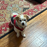 Snickers is registered to the contest to win money with this photo: dog, small_dog, pet, indoor, wooden_floor, rug, red_jacket, gray_jacket, curious, sitting, attentive, fur, ears, collar, tag, home, flooring, animal, companion, cute