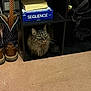 cat, tabby, furniture, shelving_unit, boots, board_game, sequence, carpet, backpack, indoor, pet, animal, cozy, cubbyhole, fur, whiskers, curious, resting, brown, black