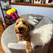 Teddy is registered to the contest to win money with this photo: dog, golden_doodle, couch, living_room, pillow, blanket, wooden_floor, shelf, framed_photos, plush_toy, smiling, pet, indoor, furniture, cozy, home, decor, happy, brown_dog, curly_fur