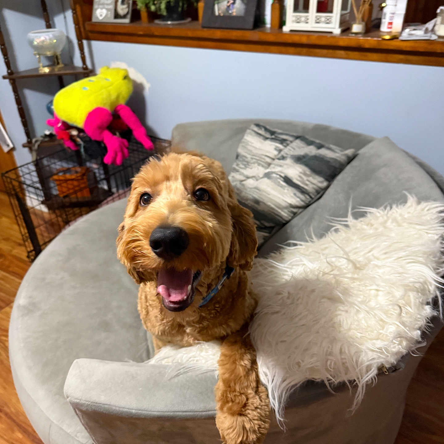 Teddy is registered to the contest to win money with this photo: blanket, brown_dog, couch, cozy, curly_fur, decor, dog, framed_photos, furniture, golden_doodle, happy, home, indoor, living_room, pet, pillow, plush_toy, shelf, smiling, wooden_floor