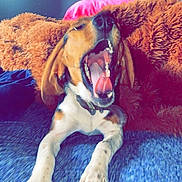 Pearl joined the competition — help win amazing prizes! dog, yawn, indoor, blanket, pillow, blue_surface, brown_fur, pet, canine, mouth_open, tongue, collar, resting, cozy, fur, animal, sleepy, paw, bedroom, casual