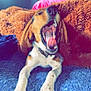 dog, yawn, indoor, blanket, pillow, blue_surface, brown_fur, pet, canine, mouth_open, tongue, collar, resting, cozy, fur, animal, sleepy, paw, bedroom, casual