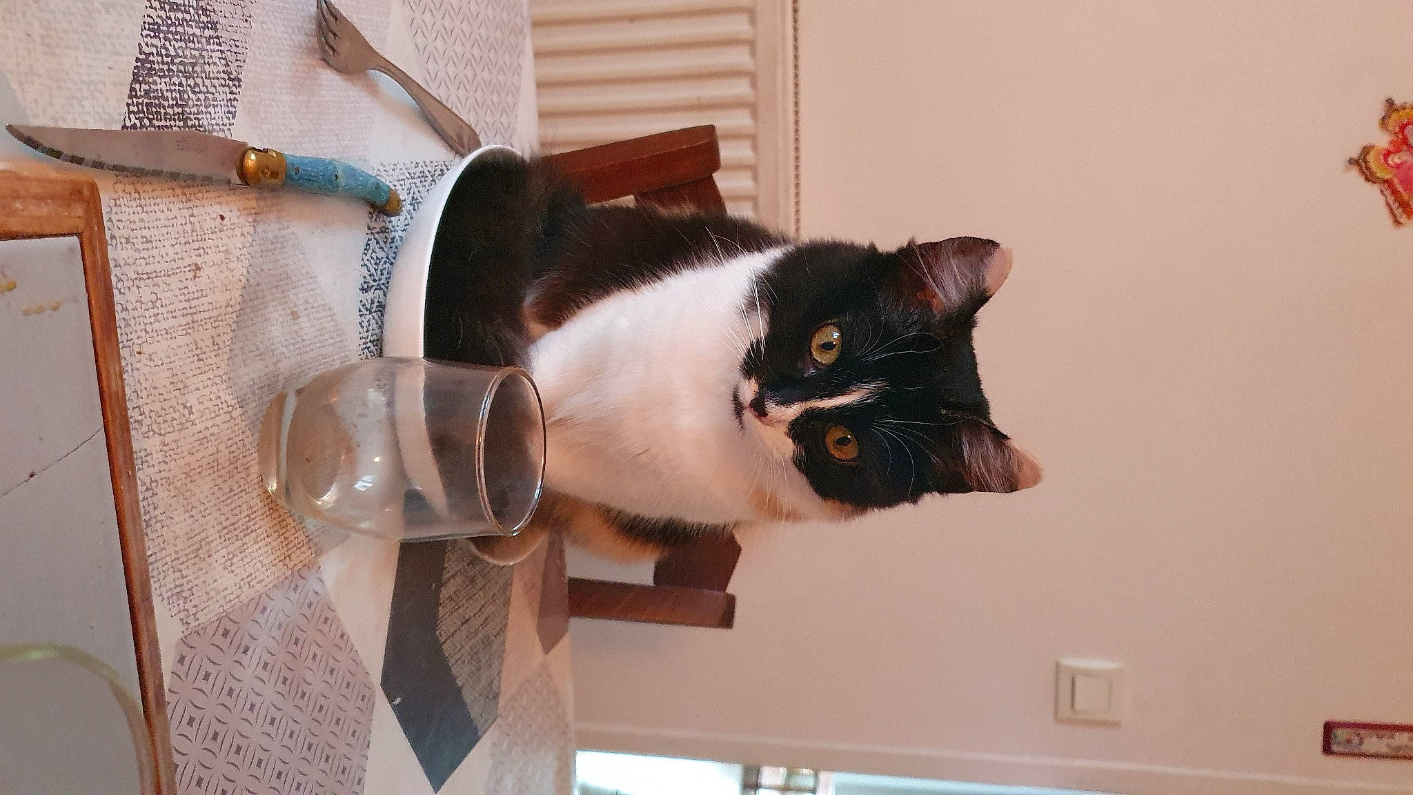 Noisette a rejoint le concours — aidez-le/la à gagner de superbes lots ! carnivore, cat, collar, domestic_short_haired_cat, felidae, flooring, fur, hardwood, linens, plant, room, small_to_medium_sized_cats, snout, tail, whiskers, wood