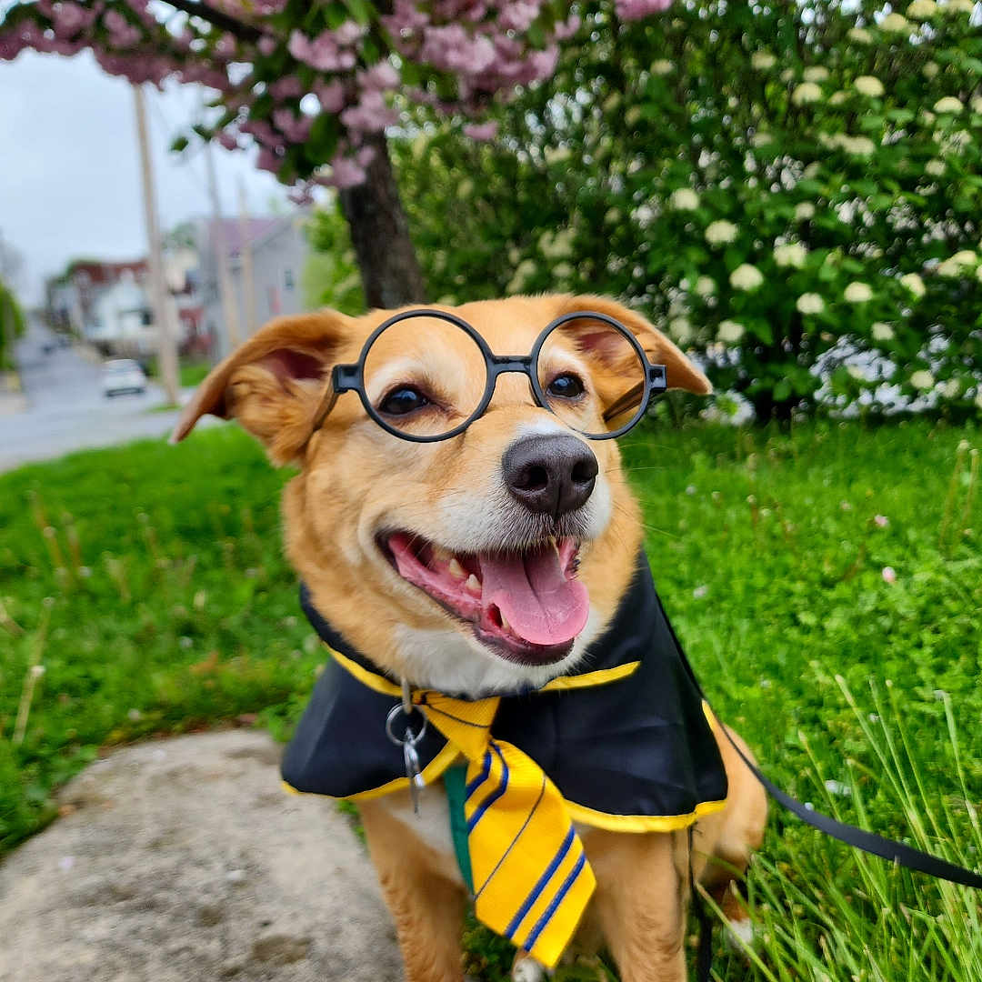 Layla joined the competition — help win amazing prizes! accessories, animal, canine, dog, face, flower, grass, head, nature, outdoors, park, person, pet, petal, photography, plant, portrait, puppy, strap, vegetation