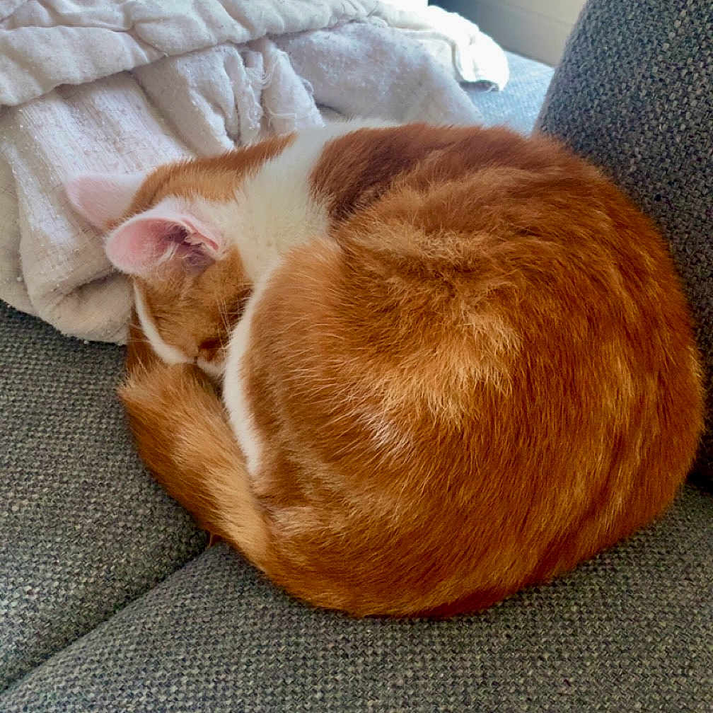 Mouraï a rejoint le concours — aidez-le/la à gagner de superbes lots ! blanket, cat, comfort, couch, cozy, curled_up, domestic_animal, feline, fur, ginger_cat, home, indoor, nap, pet, quiet, relaxing, resting, sleeping_cat, soft_texture, white_cat