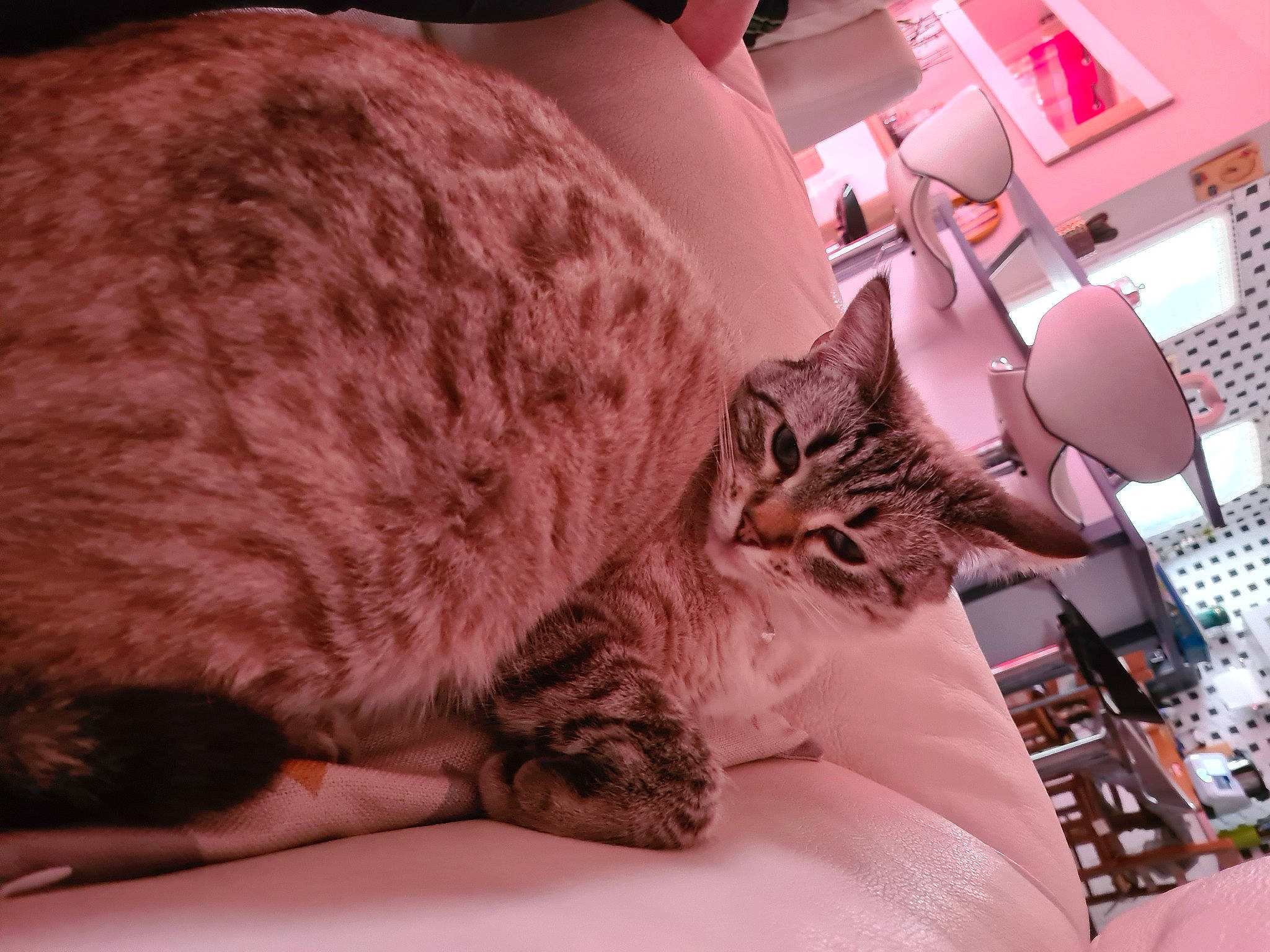 Sissi a rejoint le concours — aidez-le/la à gagner de superbes lots ! bed, bedding, carnivore, cat, comfort, domestic_short_haired_cat, felidae, fur, linens, nap, paw, room, small_to_medium_sized_cats, tail, whiskers