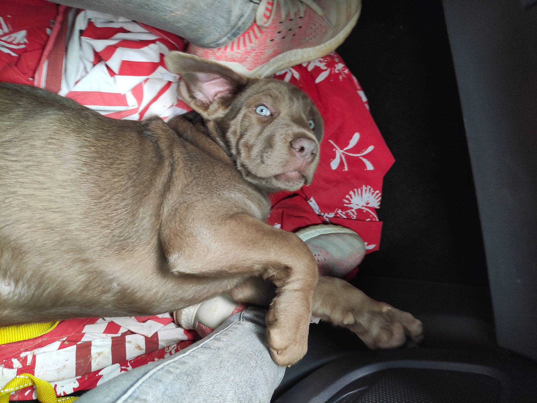 Lupin participe au concours pour gagner de l'argent avec cette photo : canidae, carnivore, comfort, companion_dog, dog, dog_breed, fawn, fur, grey, liver, nap, non_sporting_group, snout, sporting_group, toy_dog, vertebrate, whiskers, working_animal, wrinkle