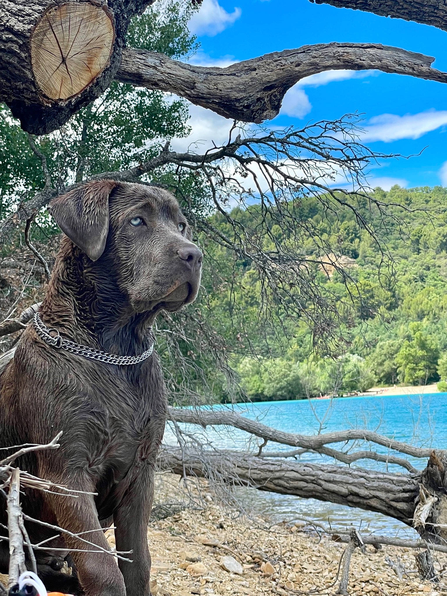 Lupin participe au concours pour gagner de l'argent avec cette photo : carnivore, cloud, collar, companion_dog, dog, dog_breed, dog_collar, fawn, gun_dog, lake, liver, natural_landscape, plant, sky, snout, tree, water, wood, woody_plant, working_animal