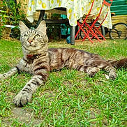 Maya a rejoint le concours — aidez-le/la à gagner de superbes lots ! cat, tabby_cat, grass, outdoor, relaxed, animal, pet, feline, collar, table, chair, bicycle, garden, leaf, nature, sunlight, greenery, fur, whiskers, backyard