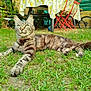 cat, tabby_cat, grass, outdoor, relaxed, animal, pet, feline, collar, table, chair, bicycle, garden, leaf, nature, sunlight, greenery, fur, whiskers, backyard