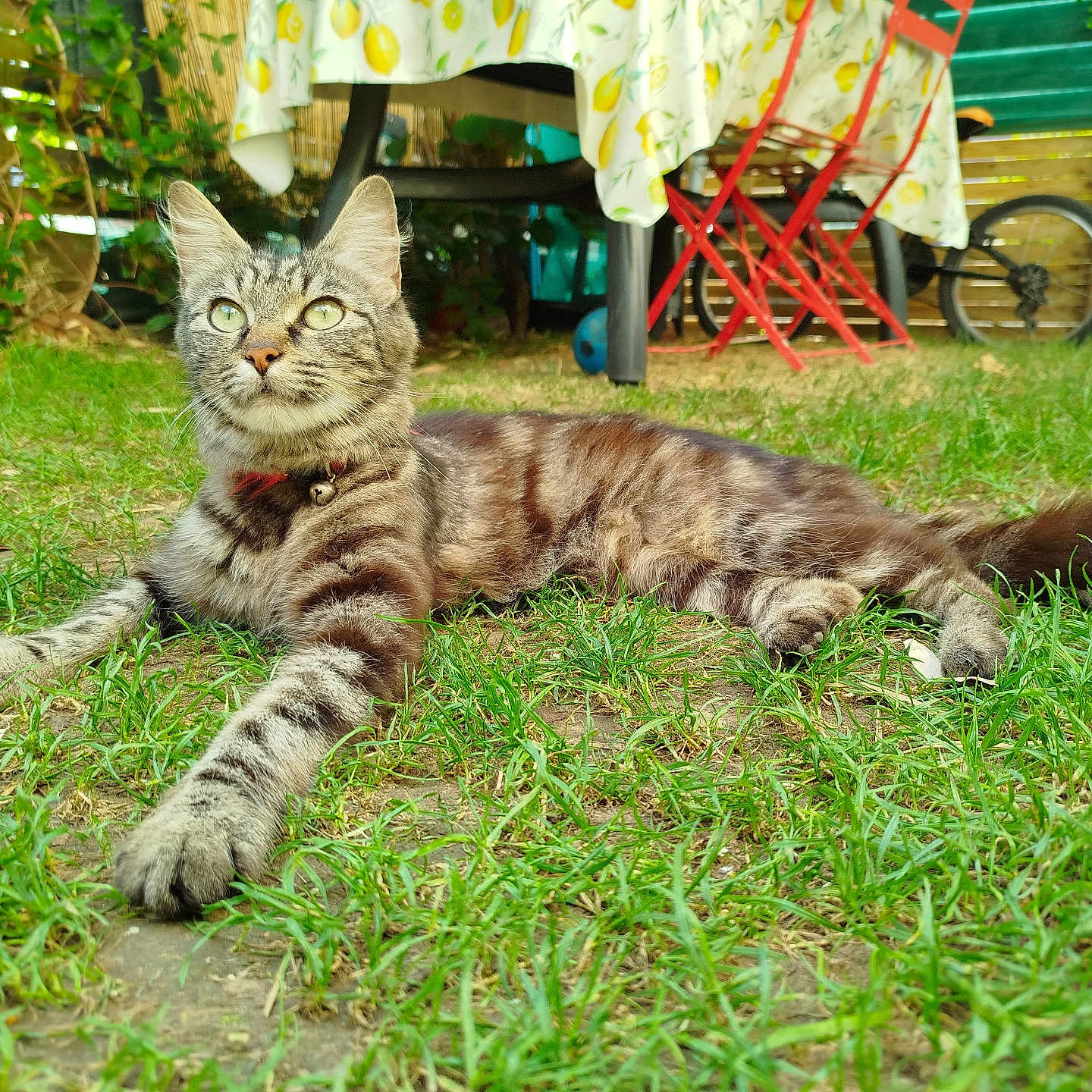 Maya