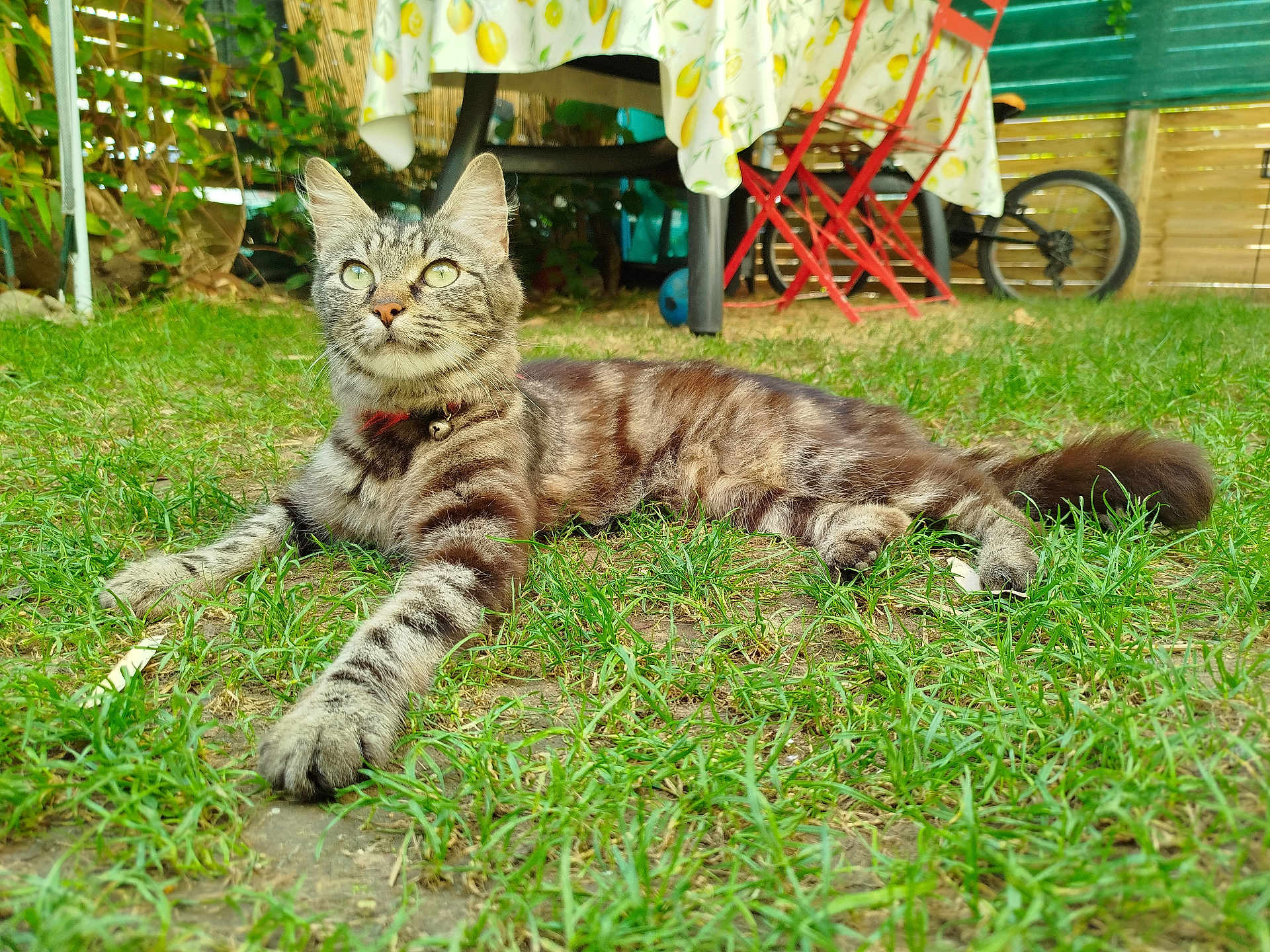 Maya