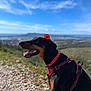 Stark participe au concours pour gagner de l'argent avec cette photo : dog, doberman, red_flower, red_harness, outdoor, rocky_path, blue_sky, scenic, nature, pet, animal, happy, closeup, profile, collar, sunlight, landscape, grass, field, daytime