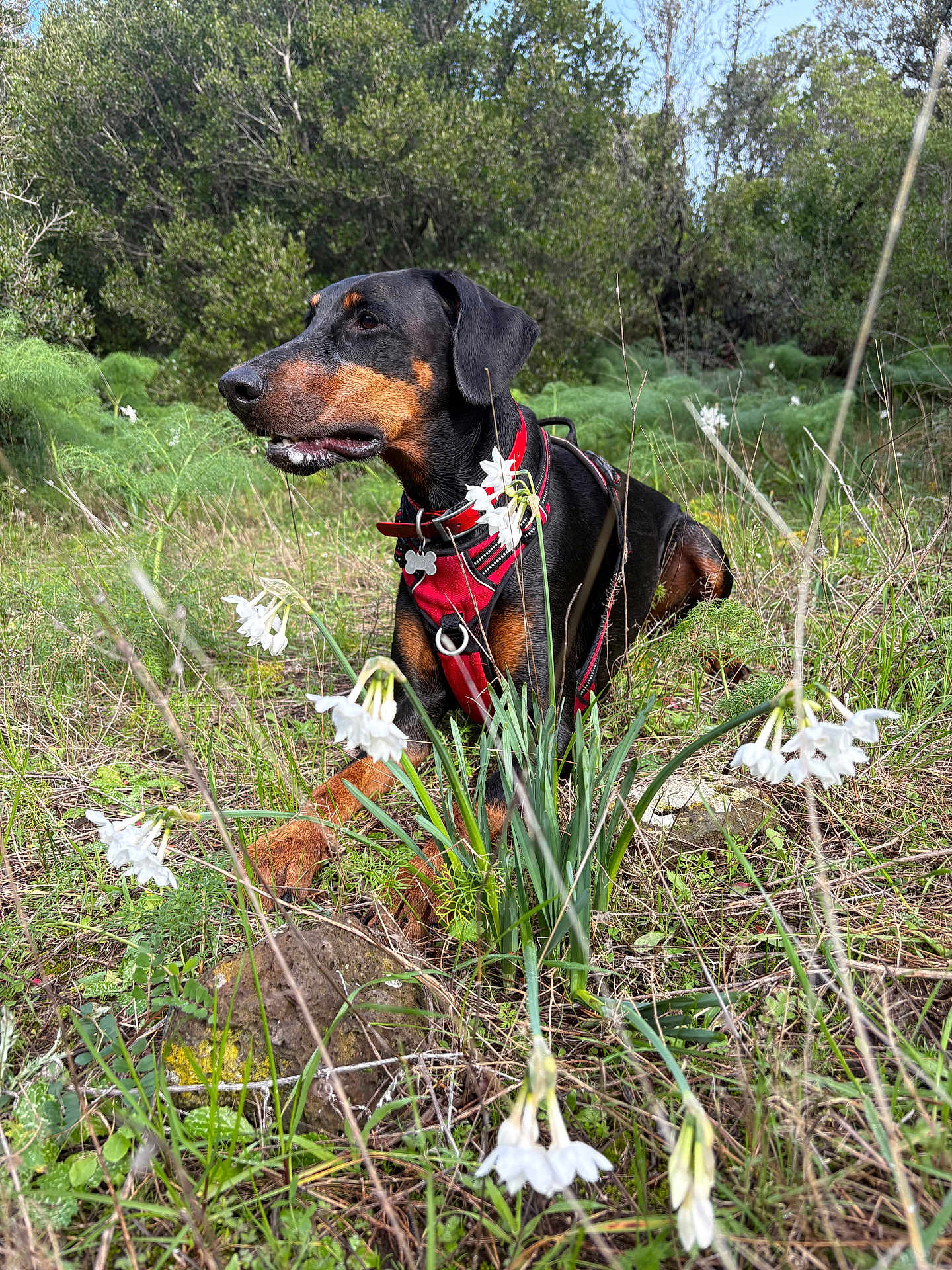 Stark a rejoint le concours — aidez-le/la à gagner de superbes lots ! dog, doberman, red_harness, grass, wildflowers, white_flowers, nature, outdoor, greenery, plants, canine, animal, pet, relaxing, meadow, summer, daylight, forest, scenery, flora