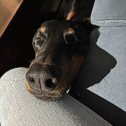 Stark participe au concours pour gagner de l'argent avec cette photo : dog, resting, close_up, denim, knee, sunlight, relaxed, black_and_tan, pet, nap, indoor, furniture, texture, snout, sleeping, cozy, canine, companion, peaceful, casual