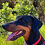 Stark a rejoint le concours — aidez-le/la à gagner de superbes lots ! dog, doberman, pet, animal, outdoor, greenery, sunlight, collar, harness, tongue_out, happy, nature, flower, grass, tree, closeup, muzzle, ears, summer, canine
