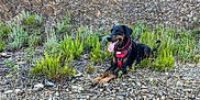 Stark a rejoint le concours — aidez-le/la à gagner de superbes lots ! dog, doberman, outdoor, rocky_ground, greenery, plants, nature, animal, pet, canine, tongue_out, resting, collar, harness, happy, fur, black, brown, landscape, sunlight