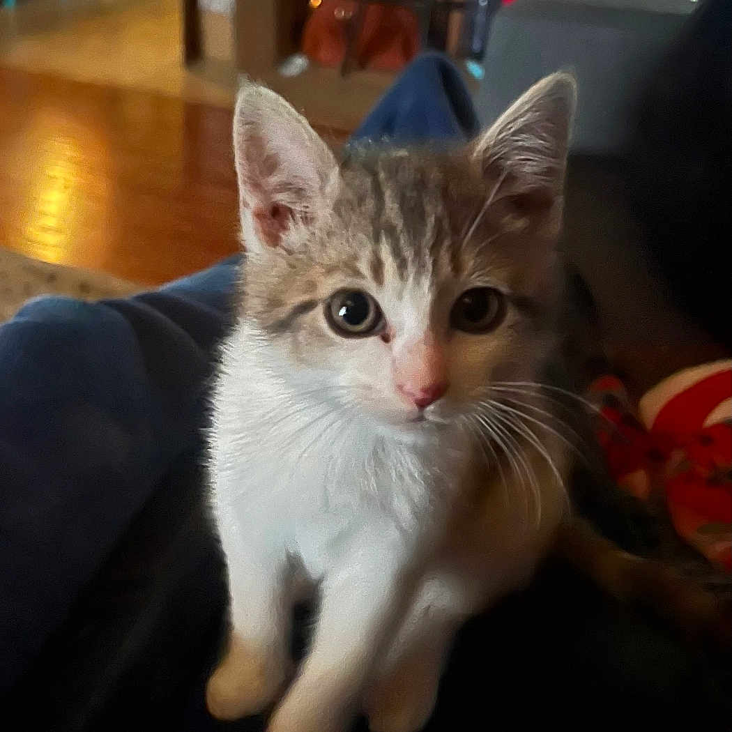Lulu is registered to the contest to win money with this photo: abyssinian, accessories, adult, animal, bag, cat, couch, female, furniture, handbag, hardwood, indoors, kitten, male, man, manx, person, pet, woman, wood