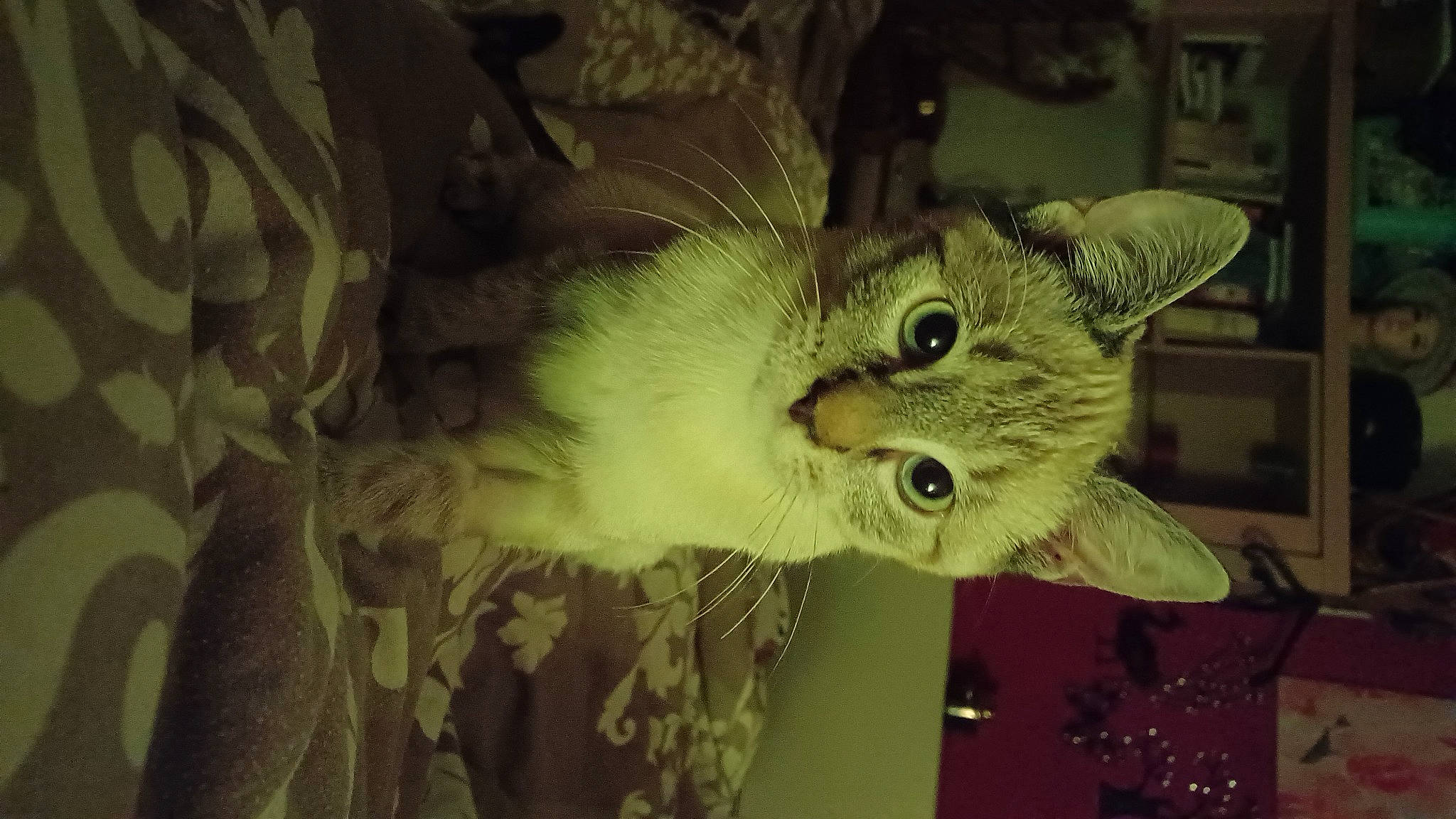 Couky a rejoint le concours — aidez-le/la à gagner de superbes lots ! carnivore, cat, domestic_short_haired_cat, ear, eye, felidae, fruit, fur, paw, plant, small_to_medium_sized_cats, snout, tail, whiskers, window