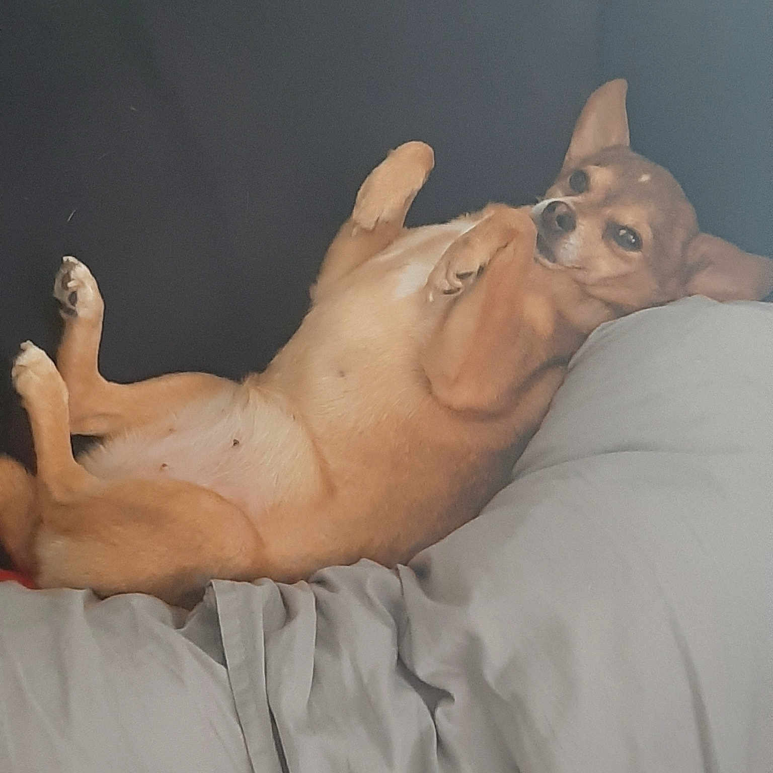 Couky