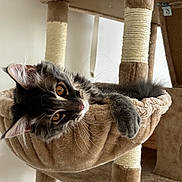 Milo a rejoint le concours — aidez-le/la à gagner de superbes lots ! cat, tabby, feline, pet, animal, cat_tree, hammock, fur, whiskers, paw, indoor, relaxed, cozy, amber_eyes, curious, soft, brown, beige, cute, resting