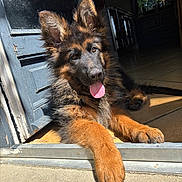 Pixou a rejoint le concours — aidez-le/la à gagner de superbes lots ! dog, puppy, german_shepherd, tongue_out, sunlight, doorway, animal, pet, fur, ears, paw, floor, indoor, happy, cute, canine, resting, young, playful, domestic