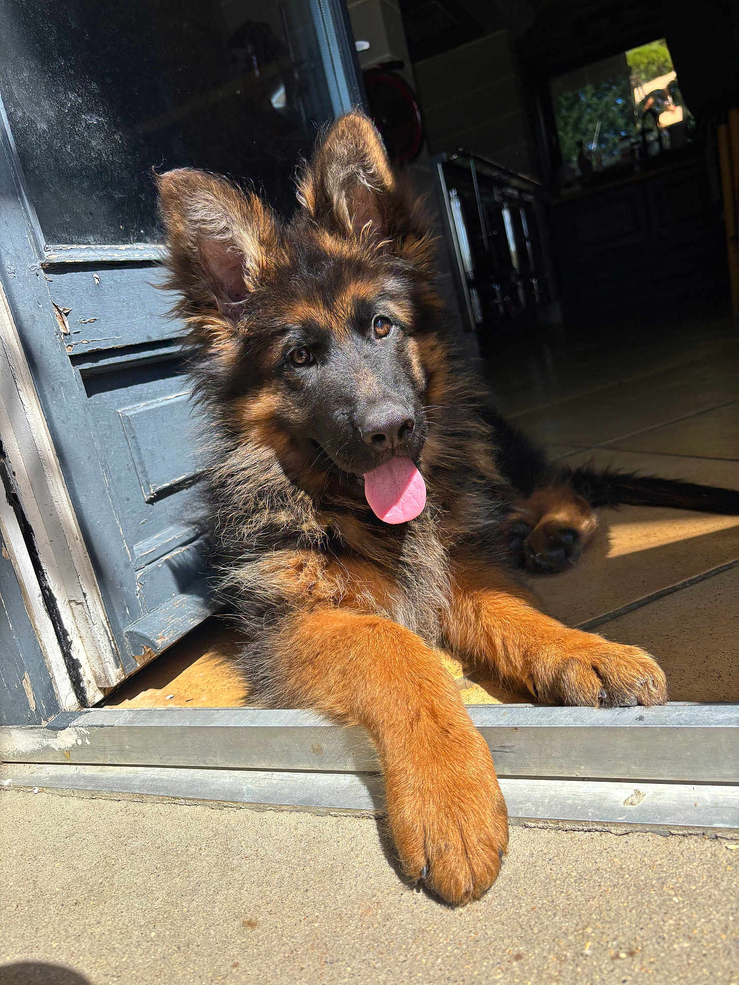 Pixou a rejoint le concours — aidez-le/la à gagner de superbes lots ! dog, puppy, german_shepherd, tongue_out, sunlight, doorway, animal, pet, fur, ears, paw, floor, indoor, happy, cute, canine, resting, young, playful, domestic