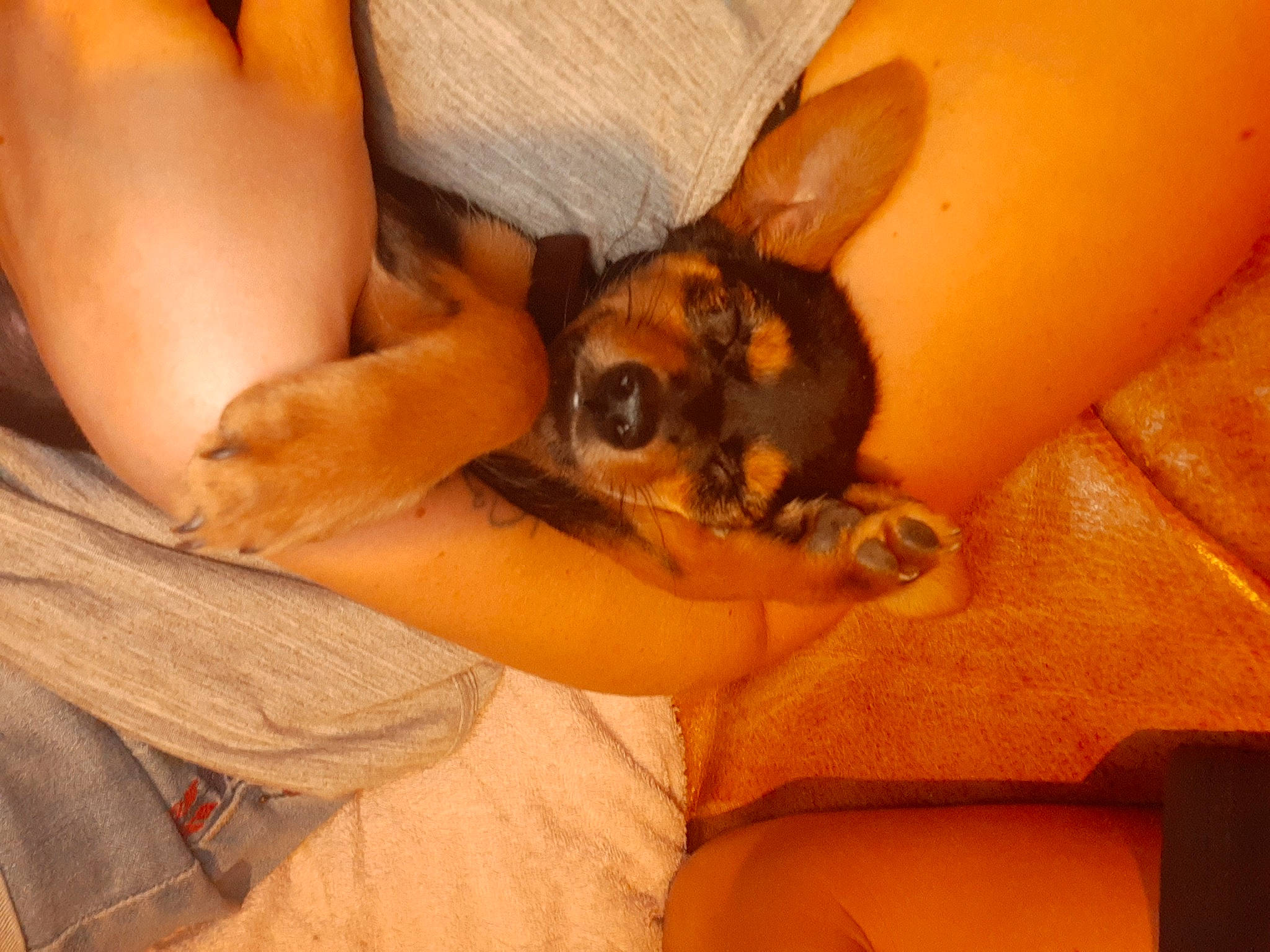 Lucky a rejoint le concours — aidez-le/la à gagner de superbes lots ! canidae, carnivore, dog, dog_breed, fawn, miniature_pinscher, pinscher, prazsky_krysarik, puppy, toy_dog