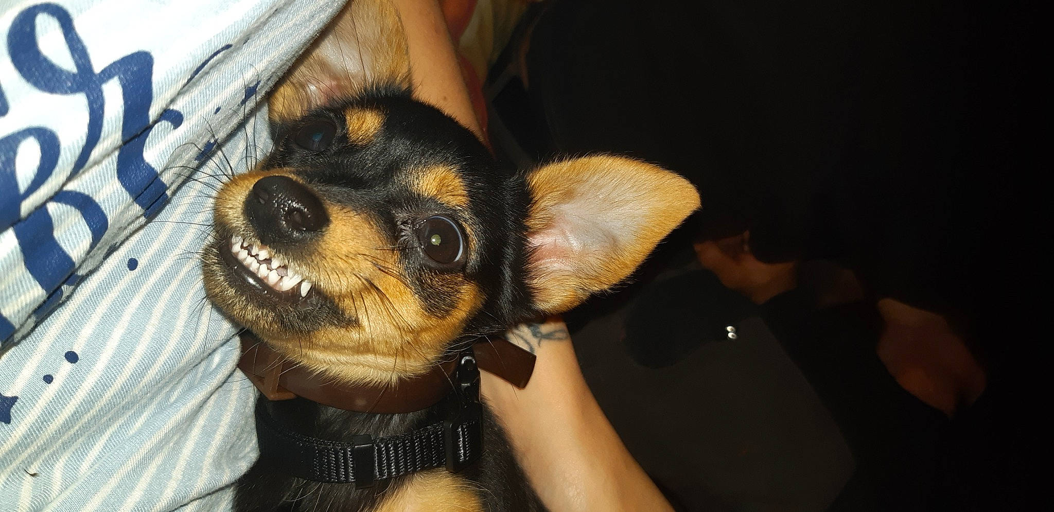 Lucky a rejoint le concours — aidez-le/la à gagner de superbes lots ! canidae, carnivore, companion_dog, dog, dog_breed, ear, english_toy_terrier, german_pinscher, lancashire_heeler, mammal, miniature_pinscher, pinscher, prazsky_krysarik, puppy, puppy_love, russkiy_toy, snout, sporting_group, toy_dog, toy_manchester_terrier