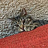 Carson is registered to the contest to win money with this photo: animal, carpet, cat, closeup, cozy, curious, cushion, cute, ears, feline, home, indoor, paw, pet, playing, red, resting, tabby, texture, whiskers