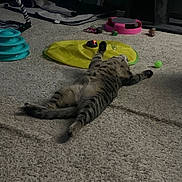 Carson joined the competition — help win amazing prizes! animal, ball, carpet, cat, colorful, cozy, domestic, feline, floor, household, indoor, pet, play, plush_toy, relaxed, resting, scratching_post, striped, tabby, toy