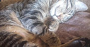 Carson is registered to the contest to win money with this photo: animal, carpet, cat, closeup, cozy, cushion, domestic, feline, fur, home, indoor, paw, pet, relaxation, resting, sleeping, stairs, tabby, whiskers, wood