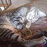 animal, carpet, cat, closeup, cozy, cushion, domestic, feline, fur, home, indoor, paw, pet, relaxation, resting, sleeping, stairs, tabby, whiskers, wood