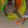 Carson joined the competition — help win amazing prizes! animal, bells, carpet, cat, colorful, curious, cute, domestic, ears, feline, fur, indoor, paw, pet, play_tunnel, playful, ribbons, tabby, toy, whiskers