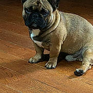 Groot is registered to the contest to win money with this photo: animal, brown, canine, companion, cute, dog, domestic, ears, expression, face, french_bulldog, fur, house, indoor, looking, paw, pet, portrait, sitting, wooden_floor