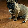 animal, brown, canine, companion, cute, dog, domestic, ears, expression, face, french_bulldog, fur, house, indoor, looking, paw, pet, portrait, sitting, wooden_floor