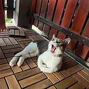 Daisy joined the competition — help win amazing prizes! cat, animal, pet, wooden_floor, wooden_fence, indoor, fur, white, gray, tabby, collar, paw, mouth_open, yawning, relaxed, resting, whiskers, ears, cute, feline