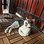 cat, animal, pet, wooden_floor, wooden_fence, indoor, fur, white, gray, tabby, collar, paw, mouth_open, yawning, relaxed, resting, whiskers, ears, cute, feline