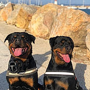 Syrius Et Odin a rejoint le concours — aidez-le/la à gagner de superbes lots ! rottweiler, dog, canine, pet, animal, outdoor, sunny, rocks, water, tongue_out, muzzle, sitting, happy, black_and_tan, leash, daylight, portrait, companion, nature, friendly