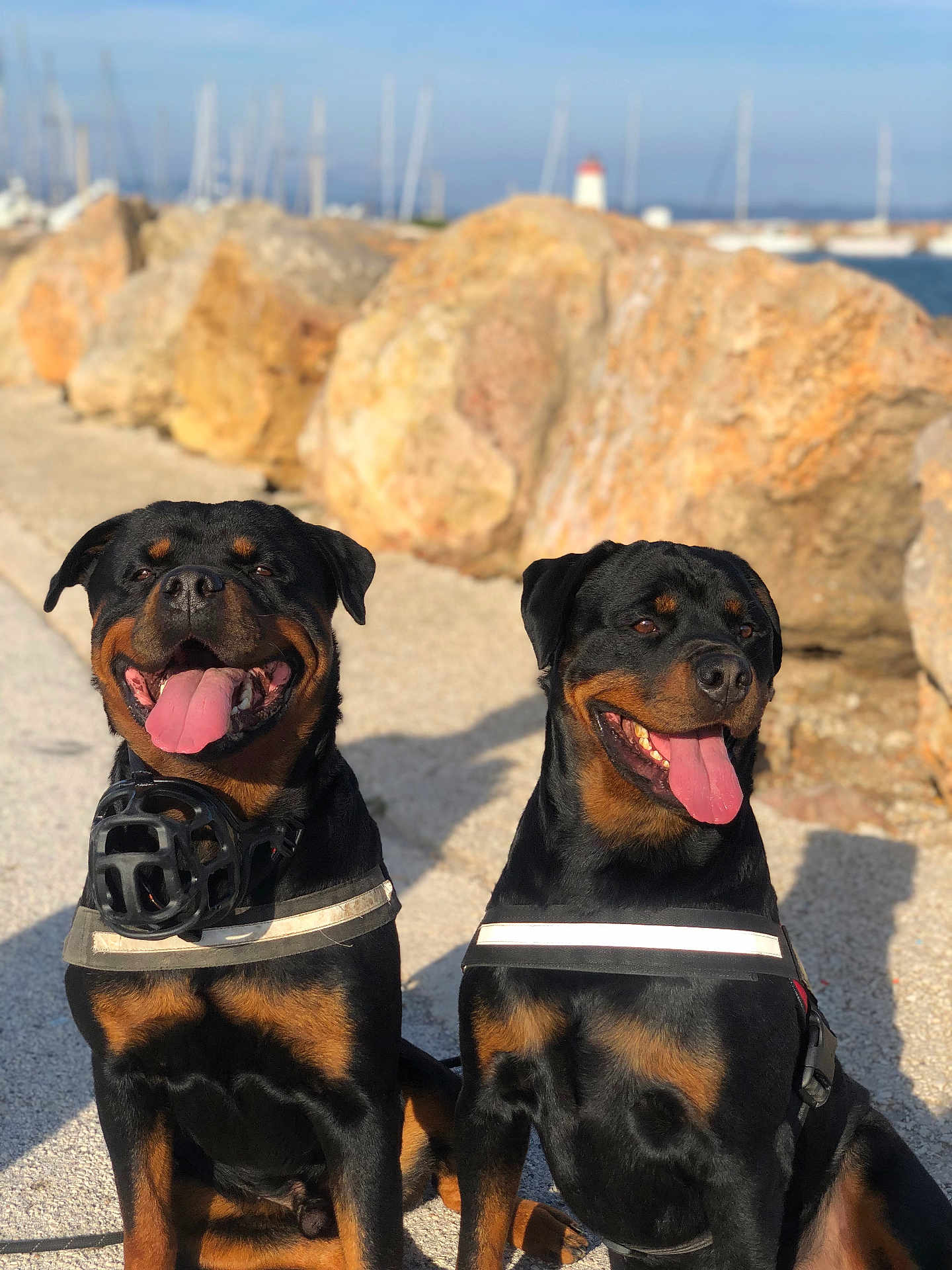 Syrius Et Odin a rejoint le concours — aidez-le/la à gagner de superbes lots ! rottweiler, dog, canine, pet, animal, outdoor, sunny, rocks, water, tongue_out, muzzle, sitting, happy, black_and_tan, leash, daylight, portrait, companion, nature, friendly