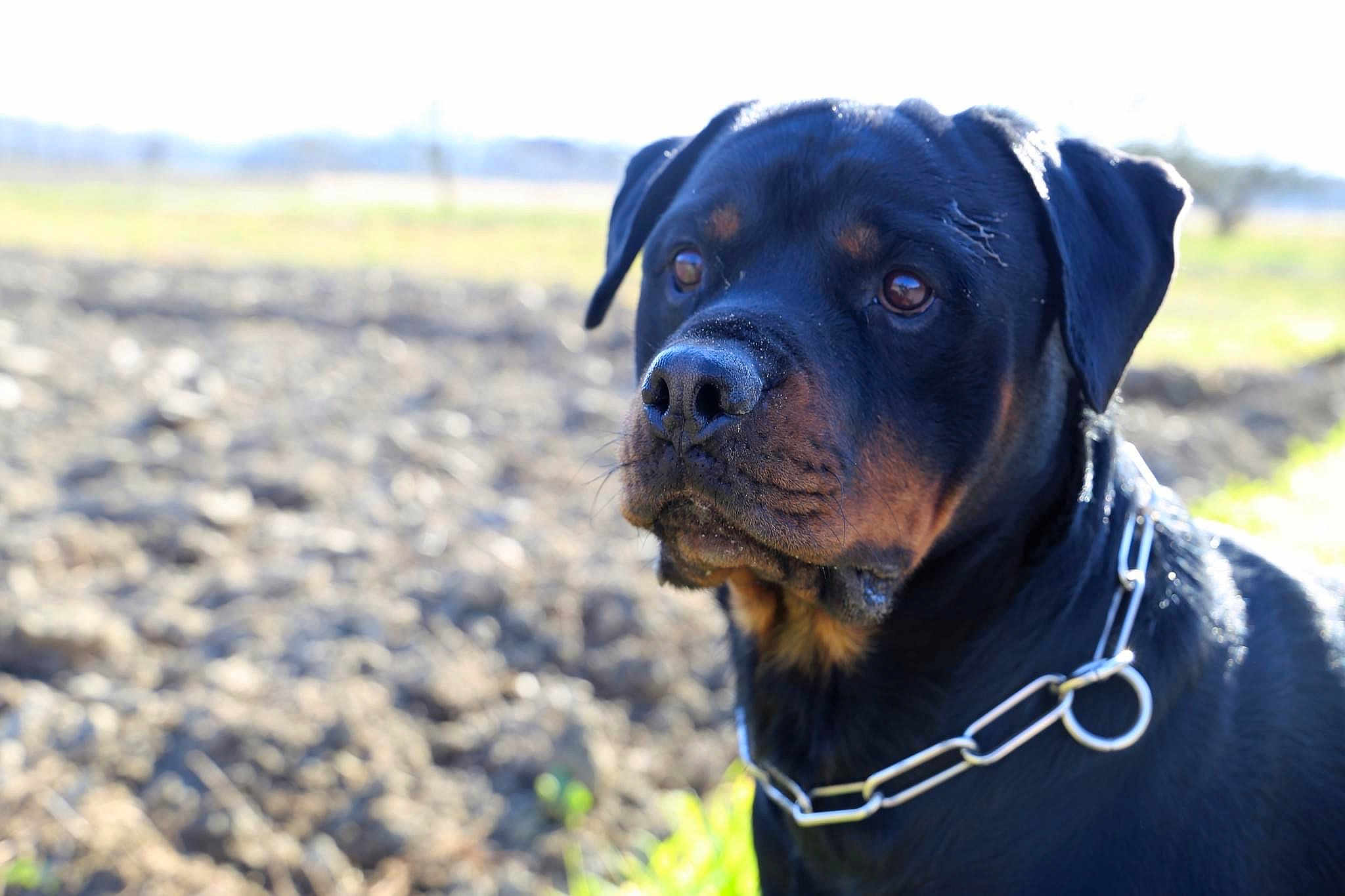 Odin