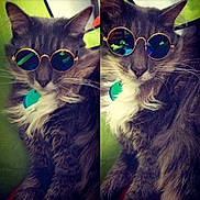 Max is registered to the contest to win money with this photo: cat, sunglasses, grey_fur, white_fur, fluffy, pet, animal, indoor, portrait, split_image, green_background, cute, feline, accessory, collar, tag, relaxed, stylish, cool, funny
